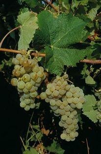 vino-gegic